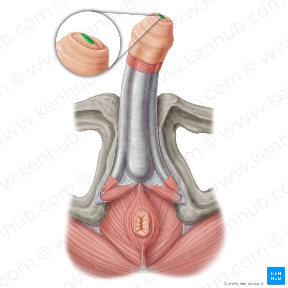 Orificio externo de la uretra (Ostium urethrae externum); Imagen: Samantha Zimmerman