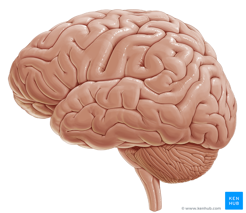 Cerebral Cortex - Anatomy, Histology and Clinical Aspects | Kenhub