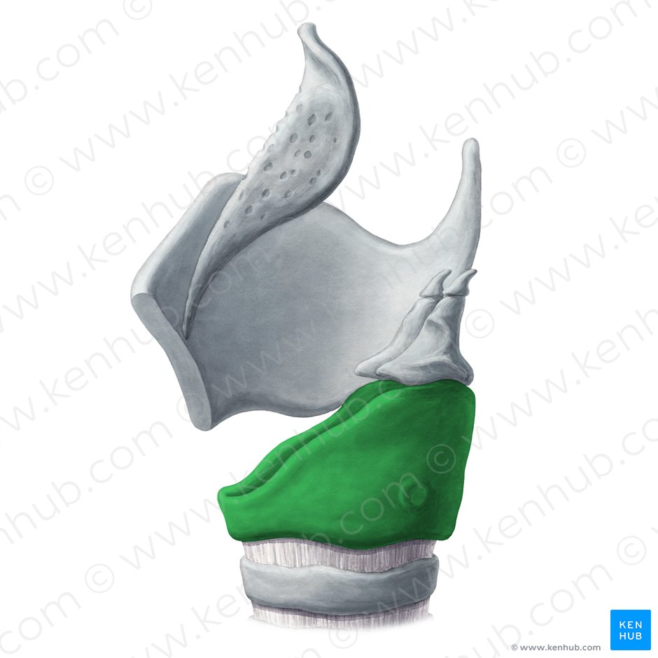 Cricoid cartilage (Cartilago cricoidea); Image: Yousun Koh