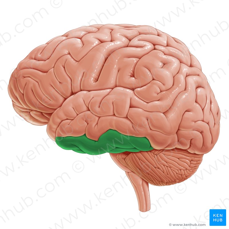 Cerebrum And Cerebral Cortex Anatomy And Function Kenhub