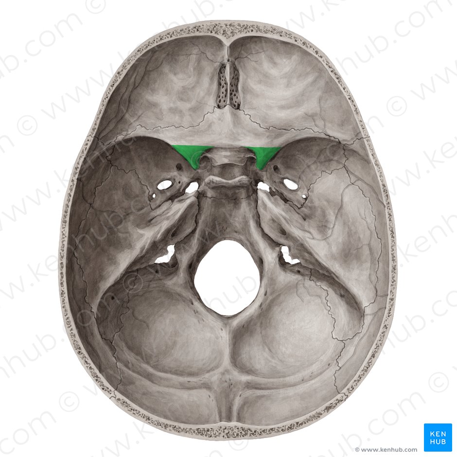 Anterior clinoid process of sphenoid bone (Processus clinoideus anterior ossis sphenoidalis); Image: Yousun Koh