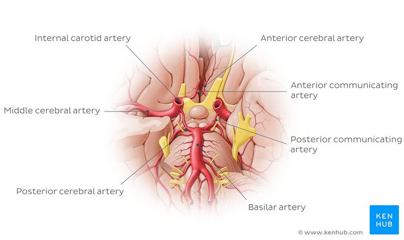 Arteries of the brain: Posterior circulation | Kenhub the muscles around knee diagram 
