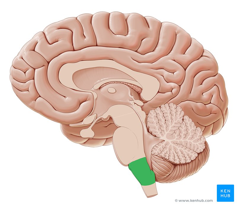 Basal View Of The Brain Anatomy Kenhub