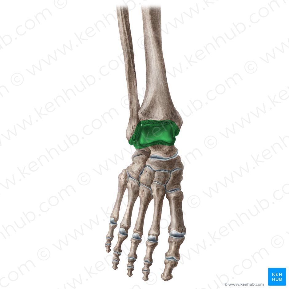 Articulação do tornozelo (Articulatio talocruralis); Imagem: Yousun Koh