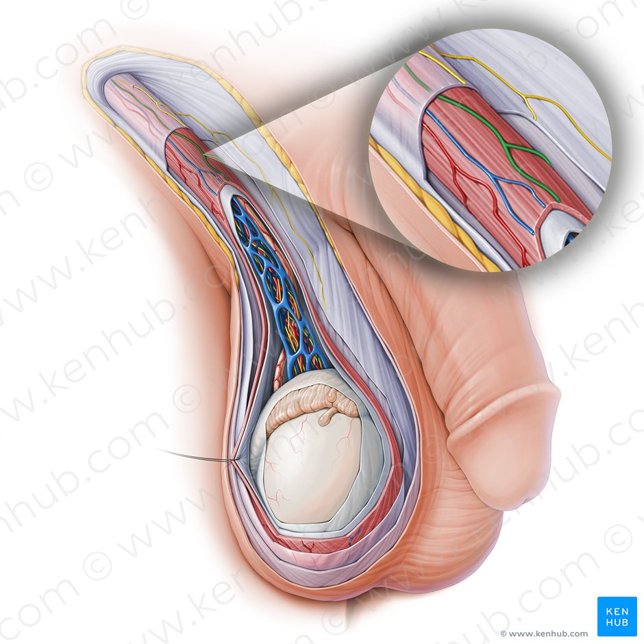 Ramo genital del nervio genitofemoral (Ramus genitalis nervi genitofemoralis); Imagen: Paul Kim