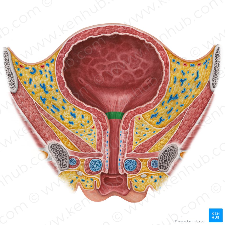 Cervix vesicae urinariae (Hals der Harnblase); Bild: Irina Münstermann