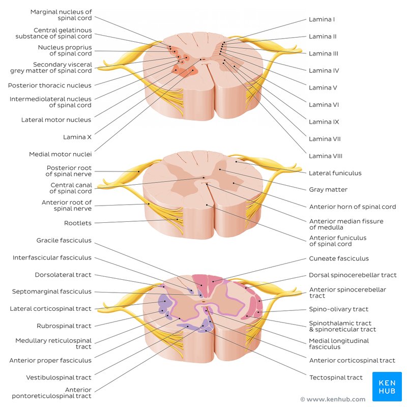 Cross-sectional view of the spinal cord