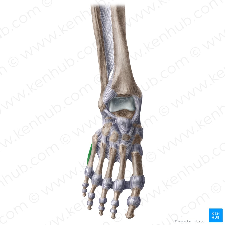 Músculo abdutor do dedo mínimo (Musculus abductor digiti minimi pedis); Imagem: Liene Znotina