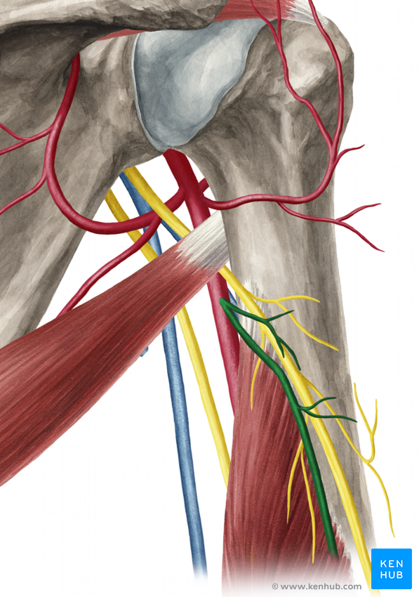Brachial Artery - Anatomy and Branches | Kenhub