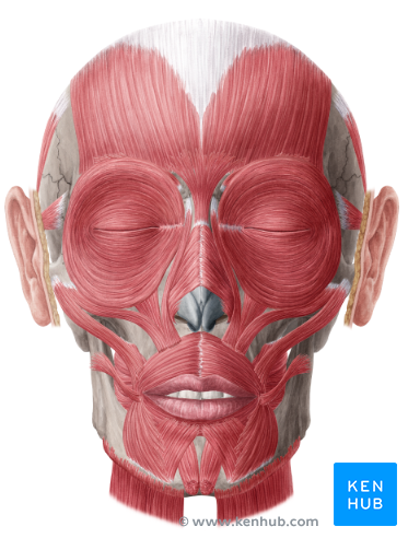 Clinical anamtomy of facial muscles
