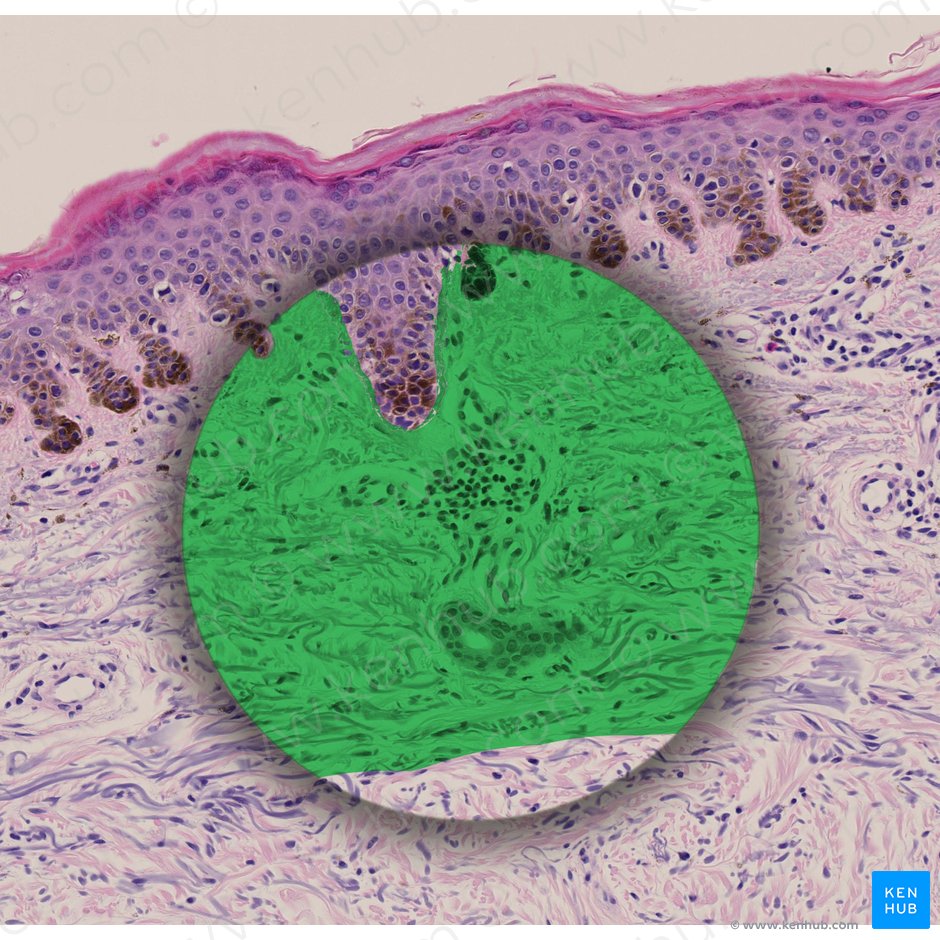 Fibrous connective tissue; Image: 