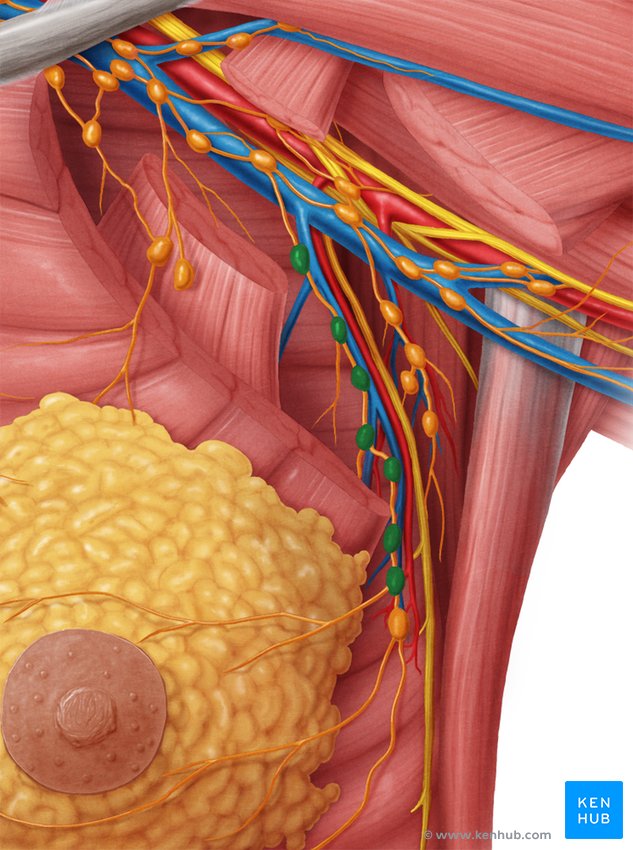 Lymph nodes of the thorax and abdomen: Anatomy | Kenhub