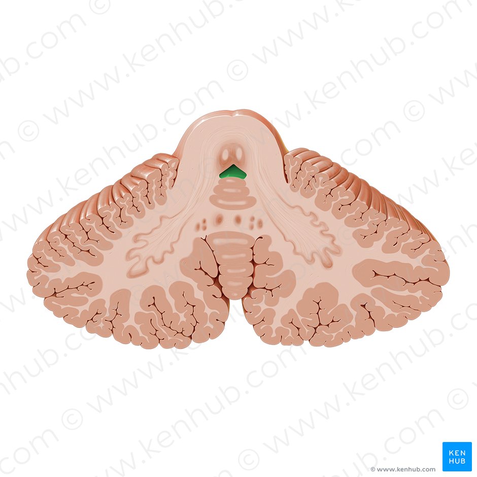 Fourth ventricle (Ventriculus quartus); Image: Paul Kim