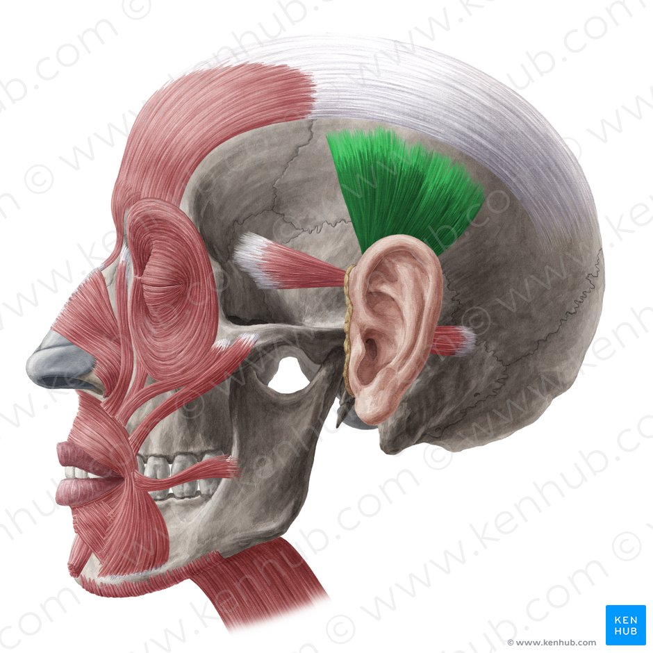 Musculus auricularis superior (Oberer Ohrmuskel); Bild: Yousun Koh