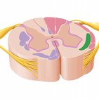 Ascending tracts of the spinal cord