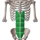 Músculos abdominais anteriores