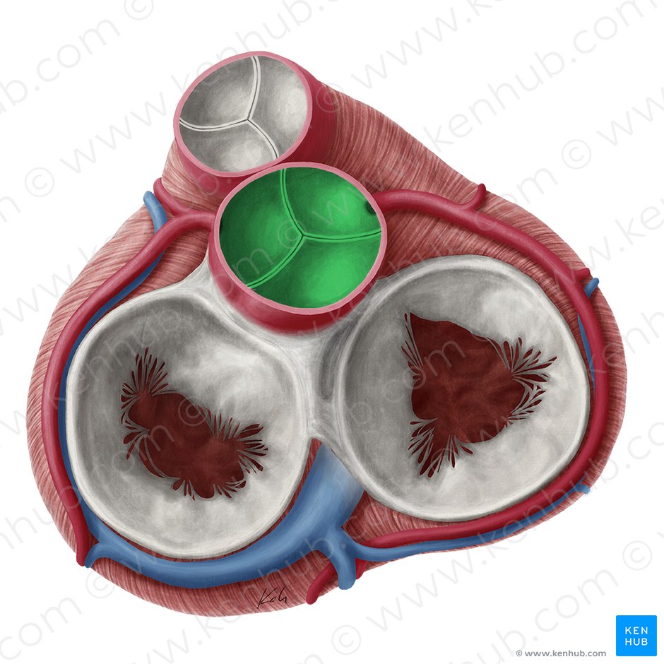 Válvula aórtica (Valva aortae); Imagen: Yousun Koh