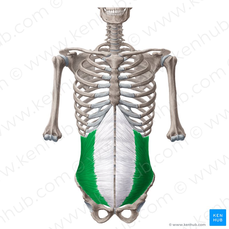 Anterior abdominal muscles: Anatomy and functions | Kenhub