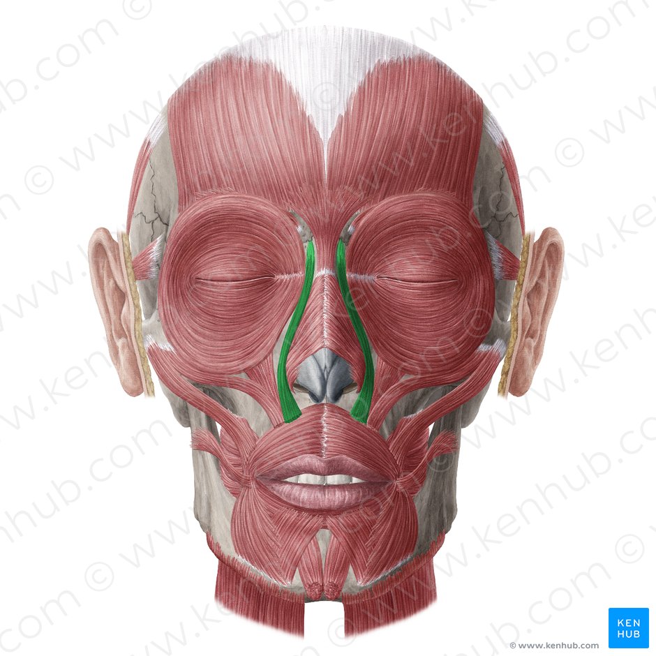Músculo elevador del labio superior y del ala de la nariz (Musculus levator labii superioris alaeque nasi); Imagen: Yousun Koh