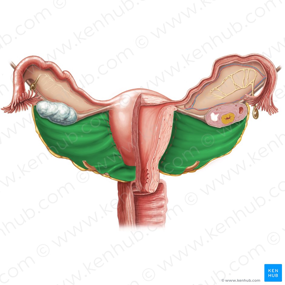 Mesometrium (Gebärmuttergekröse); Bild: Samantha Zimmerman