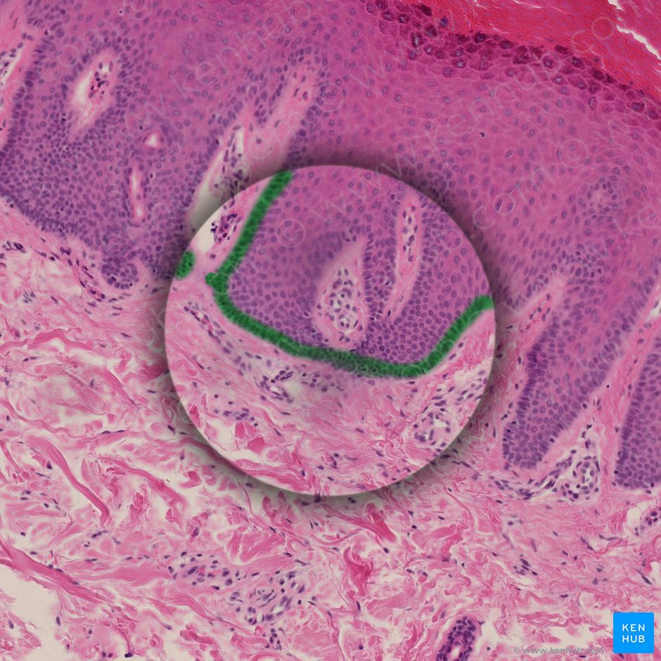 Stratum basale of epidermis (Stratum basale epidermis); Image: 