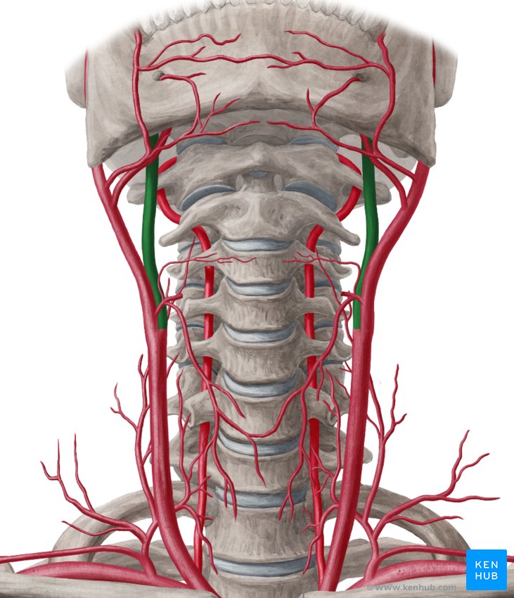 Internal carotid artery: Anatomy, segments and branches | Kenhub