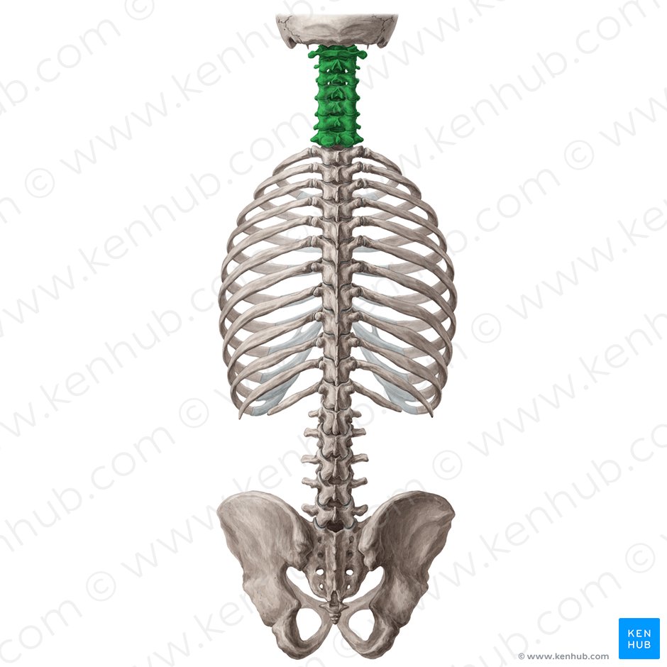 vértebras cervicales (vértebras cervicales); Imagen: Yousun Koh