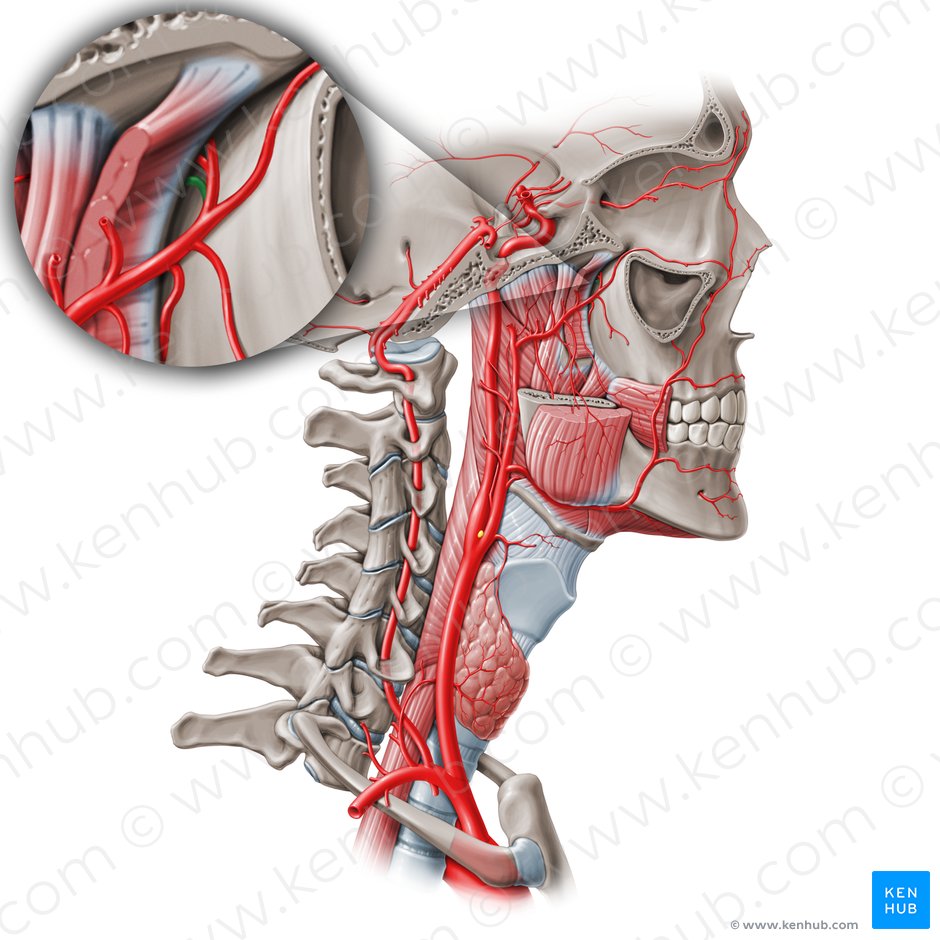 Pharyngeal branch of maxillary artery (Ramus pharyngeus arteria maxillaris); Image: Paul Kim