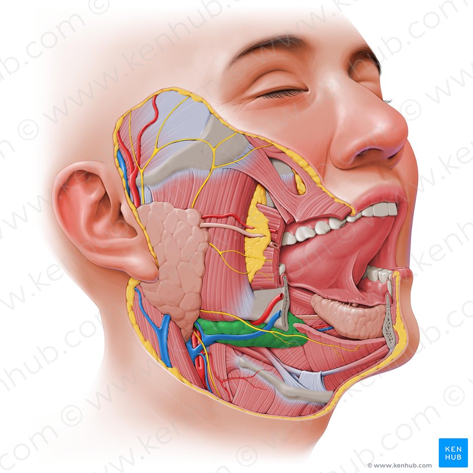 Submandibular gland (Glandula submandibularis); Image: Paul Kim