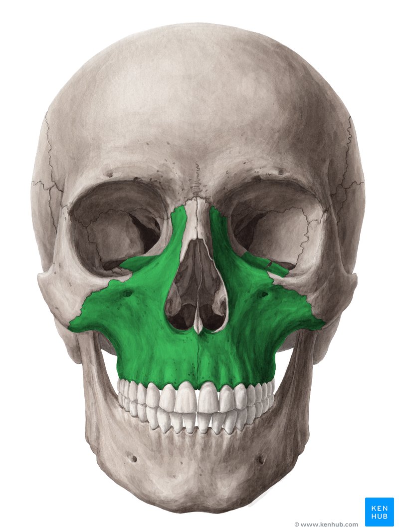「maxillary bone」的圖片搜尋結果
