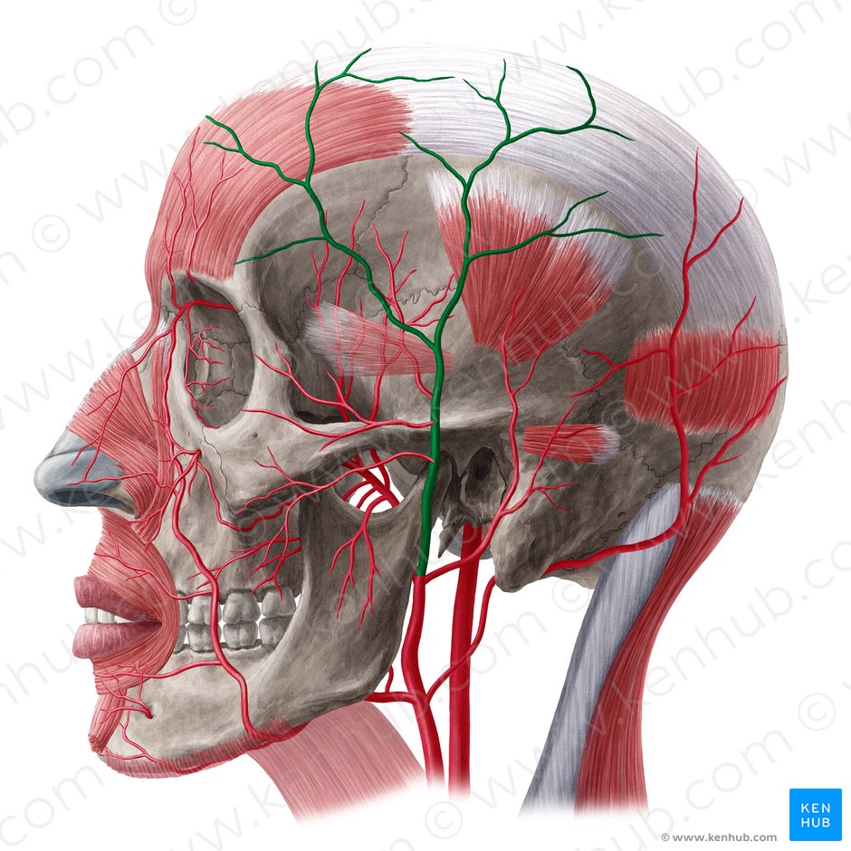 Superficial temporal artery (Arteria temporalis superficialis); Image: Yousun Koh