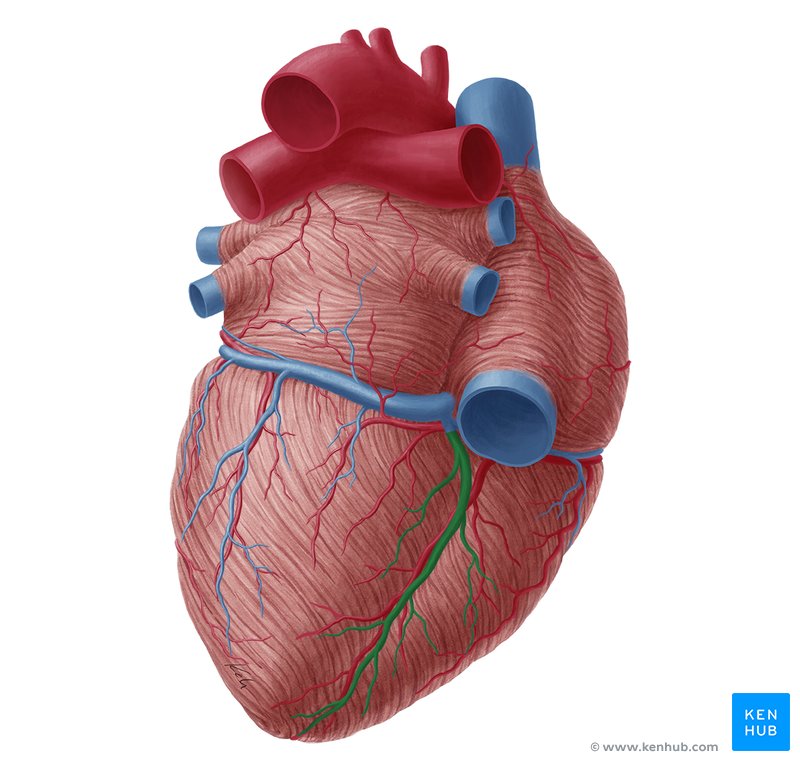 Middle cardiac vein (vena cardiaca media)