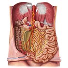 Ganglios linfáticos del intestino delgado 