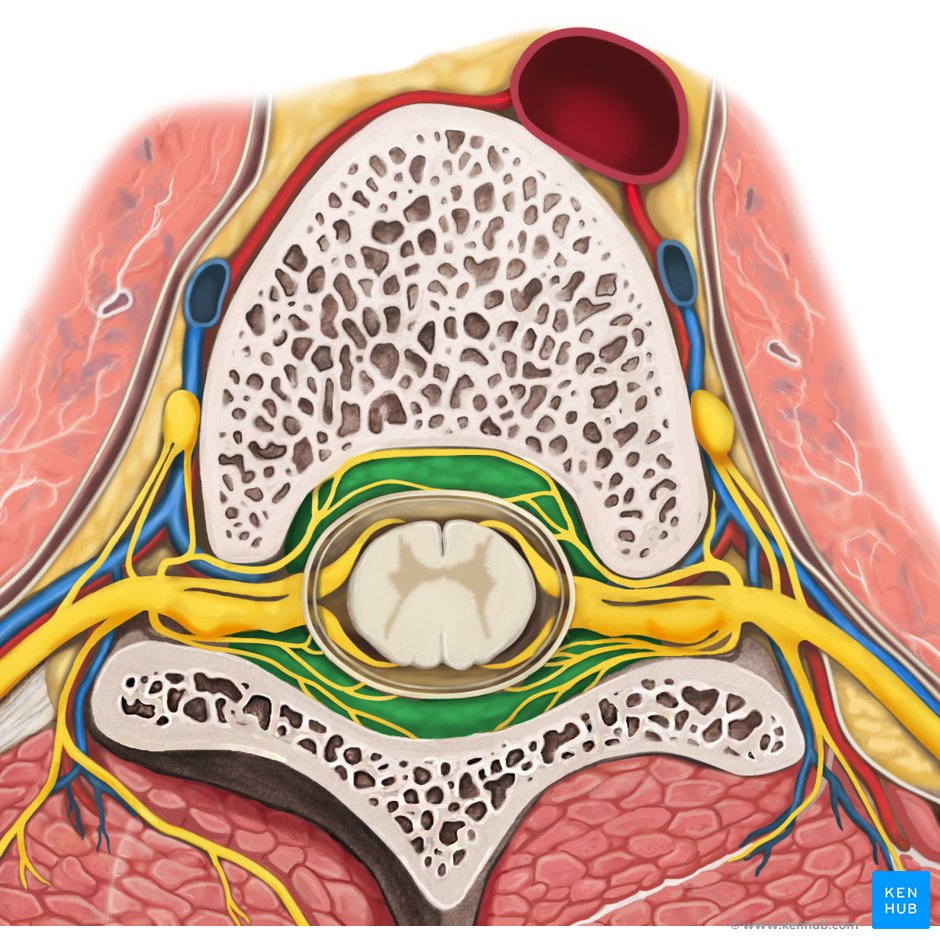 Meninges of the brain and spinal cord: Anatomy, function | Kenhub