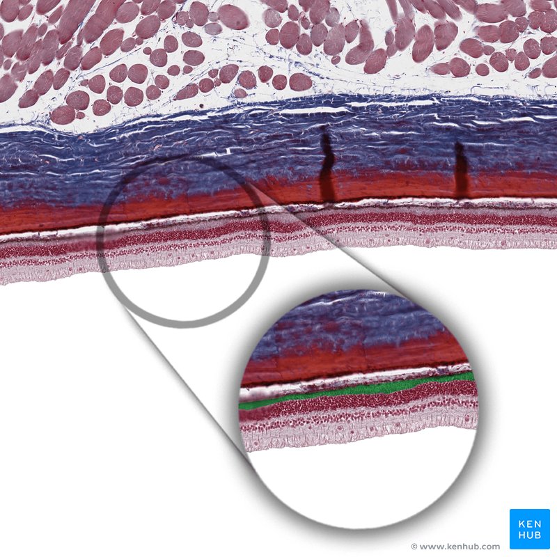 Photoreceptor layer of retina - histological slide