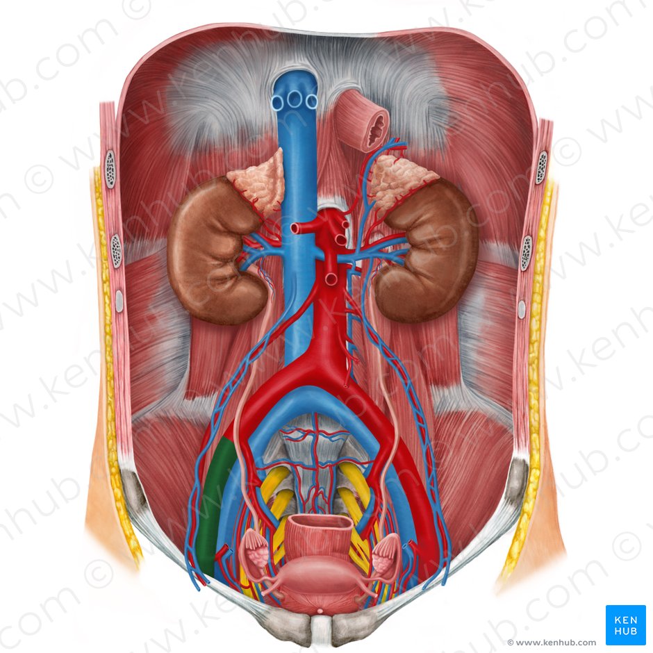 Right external iliac artery (Arteria iliaca externa dextra); Image: Irina Münstermann
