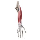 Posterior compartment of the forearm