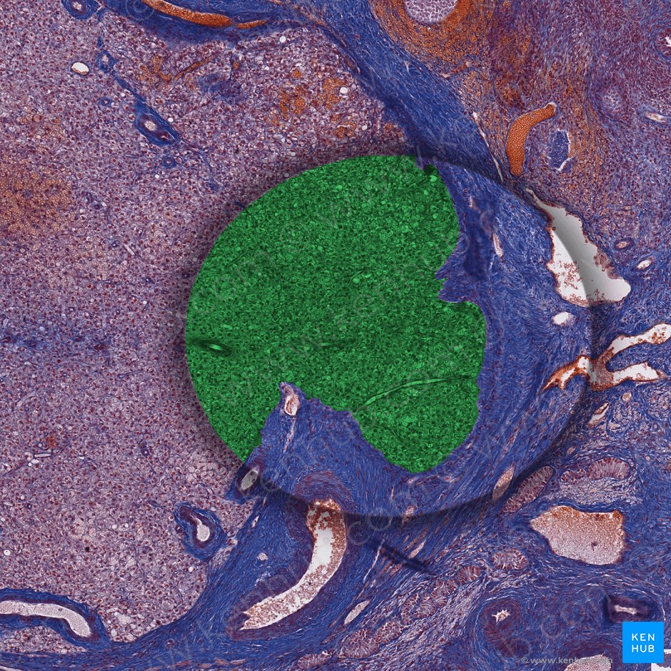 Células lutéinicas de la granulosa; Imagen: 