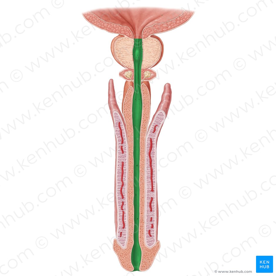 Urethra (Harnröhre); Bild: Samantha Zimmerman