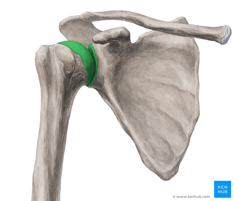 articulatio humeri anatomy cum să alinați durerea în coxartroza articulației șoldului