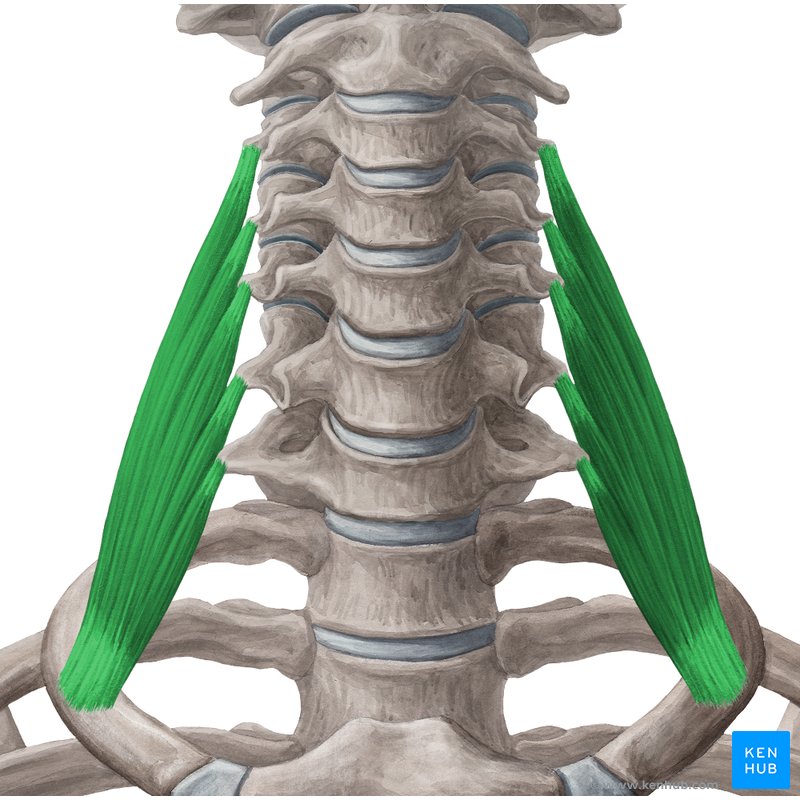 Middle scalene muscle (Musculus scalenus medius) | Kenhub
