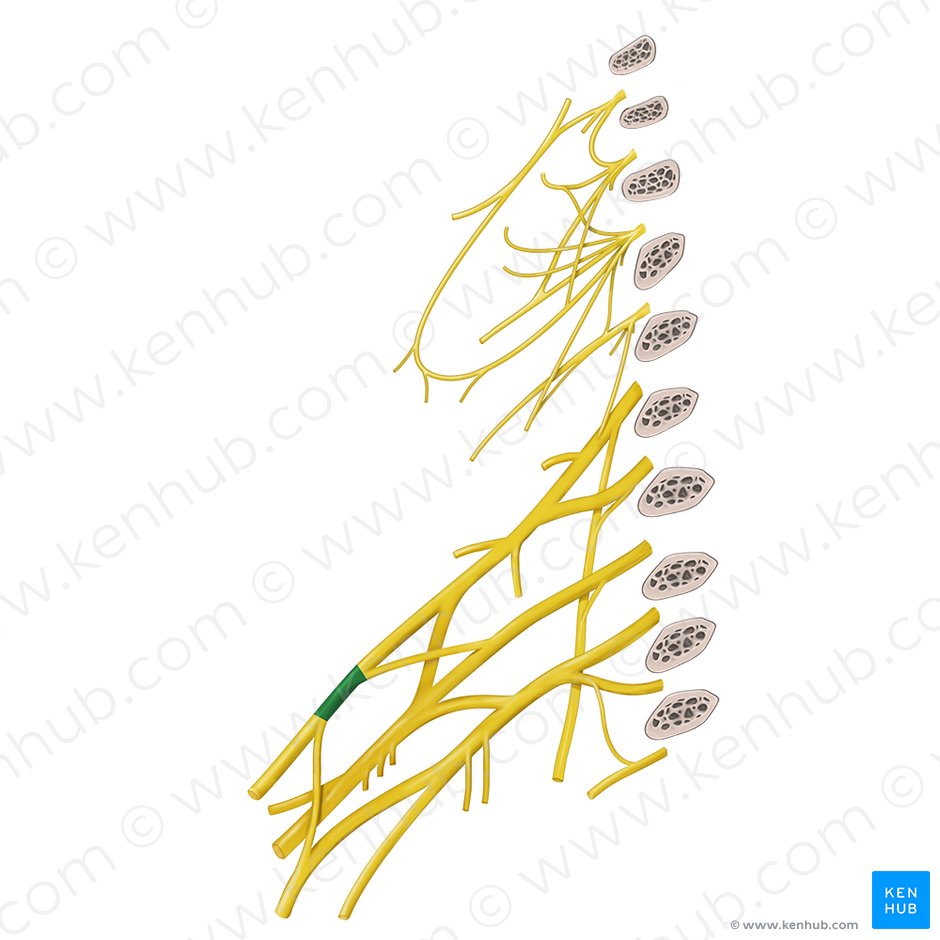 Lateral cord of brachial plexus (Fasciculus lateralis plexus brachialis); Image: Begoña Rodriguez