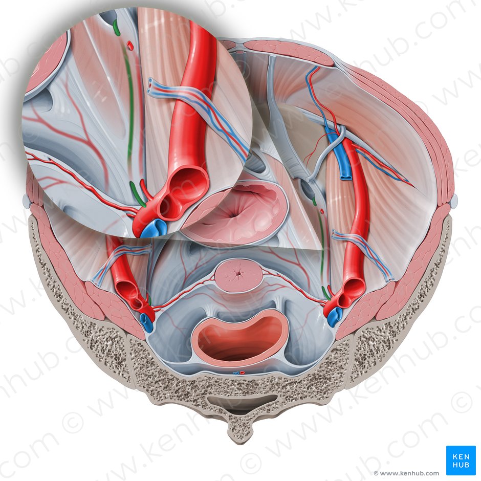 Obturator artery (Arteria obturatoria); Image: Paul Kim