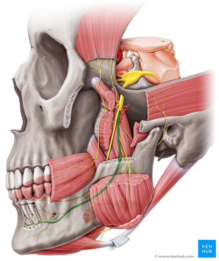 Mandibular foramen: Anatomy and contents | Kenhub