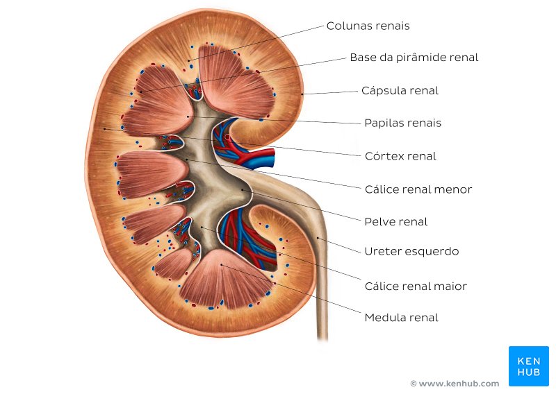 Rins, ureteres e glândulas adrenais - Anatomia e funções ... diagram of ureter slide 