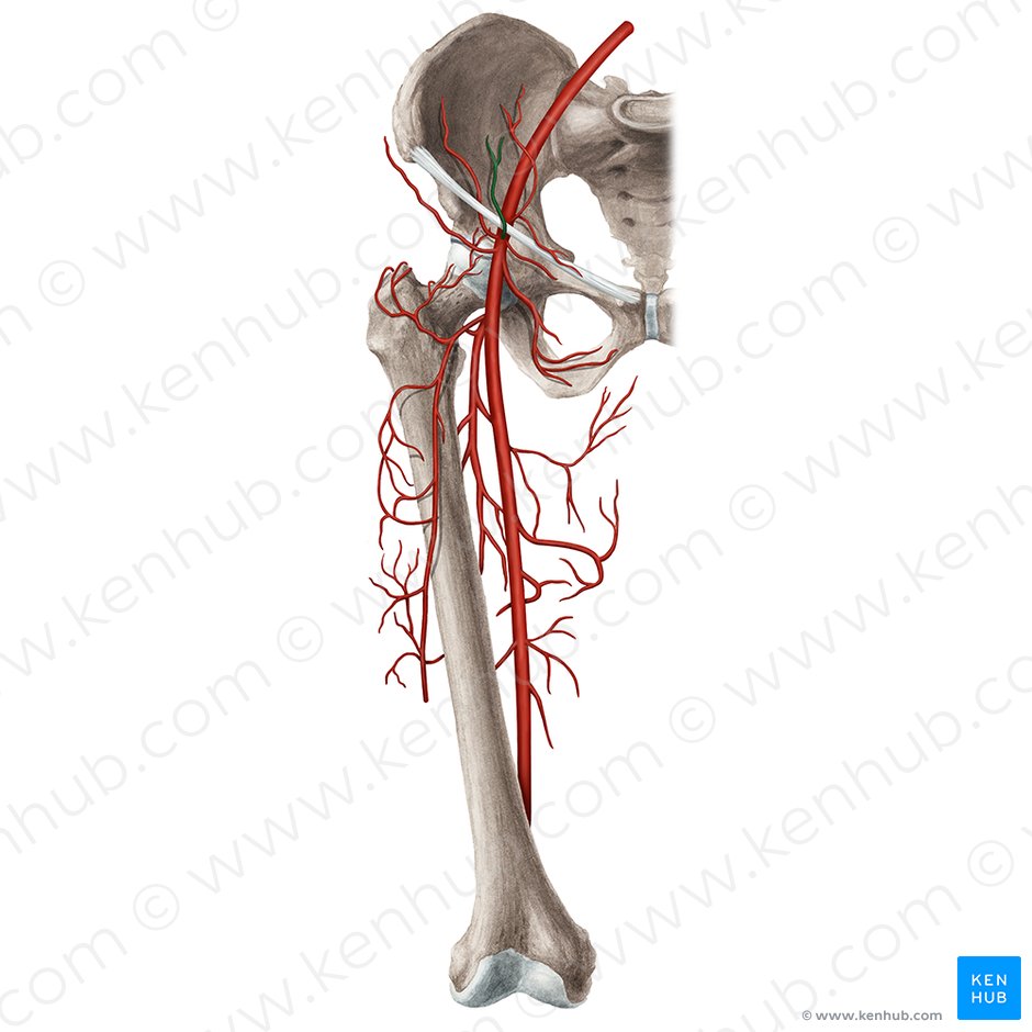 Arteria epigastrica superficialis (Oberflächliche Bauchdeckenarterie); Bild: Rebecca Betts