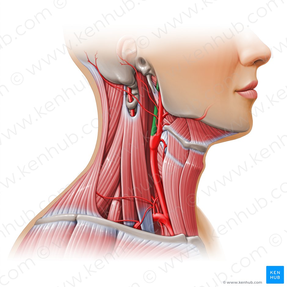 Arteria carotis interna dextra (Rechte innere Halsschlagader); Bild: Paul Kim