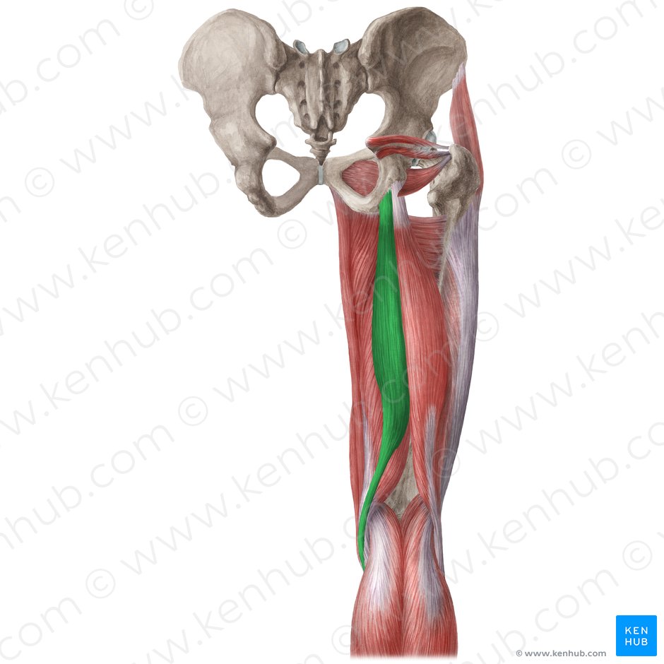 Musculus semitendinosus (Halbsehnenmuskel); Bild: Liene Znotina