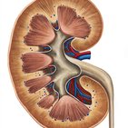 Coronal section of the kidney