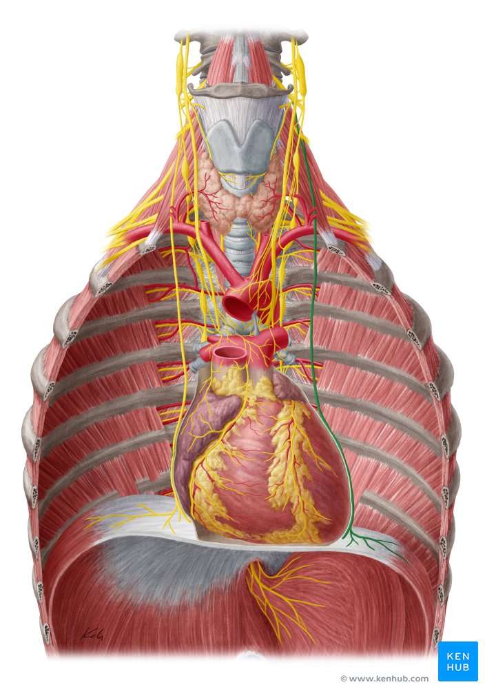 Left phrenic nerve - ventral view